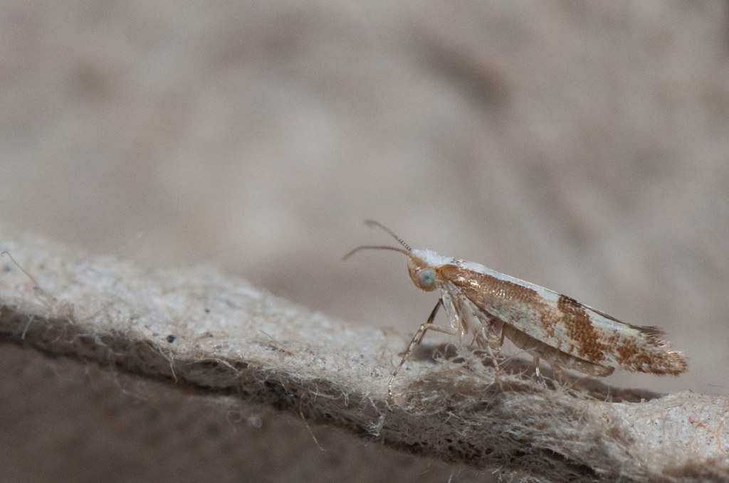 Kersenpedaalmot Cherry Fruit moth Argyresthia pruniell… Flickr