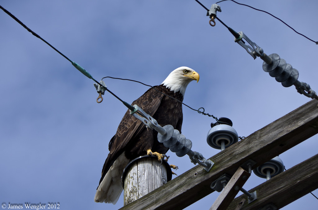 ELECTRIC EAGLE James Wengler Flickr