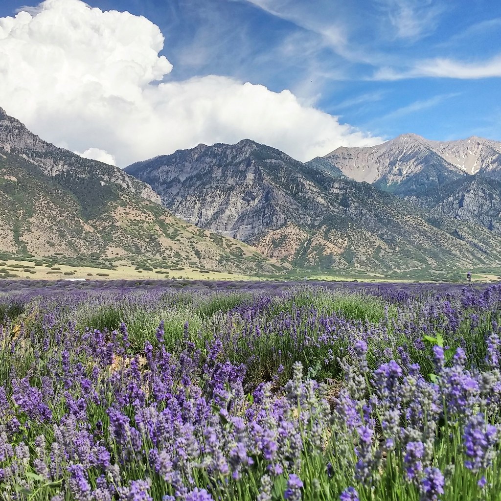 Young Living Lavender Farm. Mona, UT Michelle Hernandez Flickr