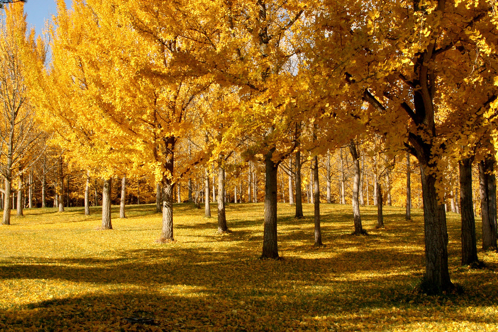 Ginkgo Grove at Blandy Experimental Farm More than 300 gin… Flickr
