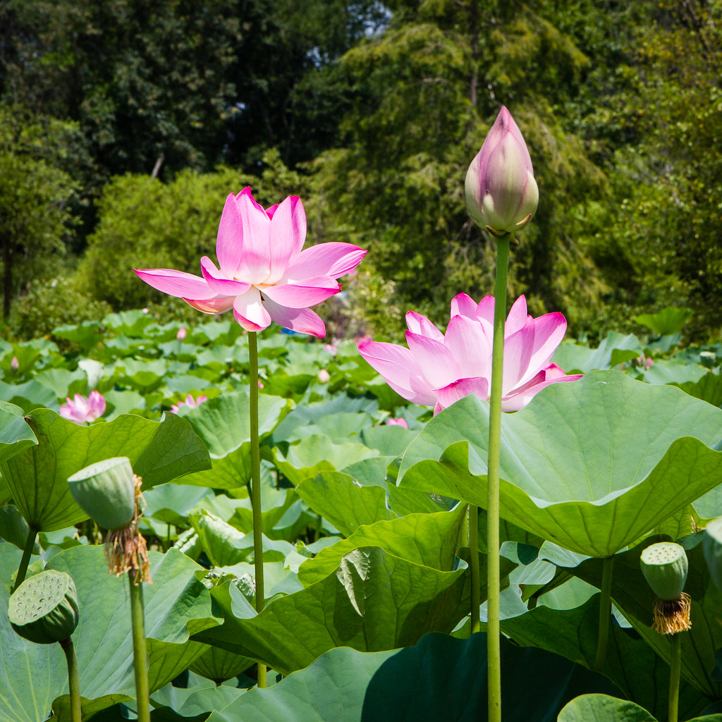 Lotus Blossom Kenilworth Aquatic Gardens Washington, DC … Flickr