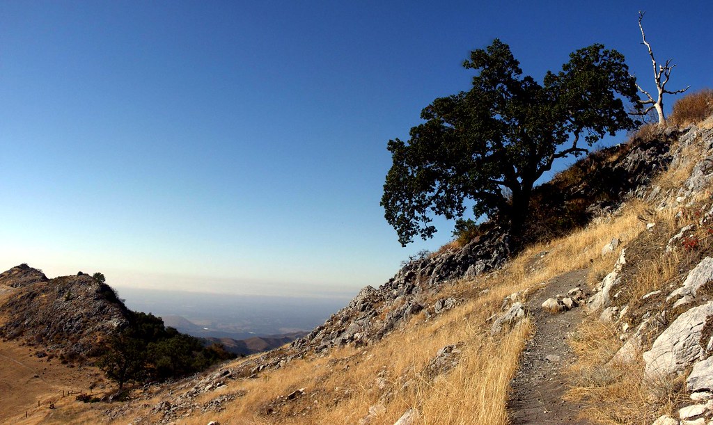 tree with a view, Fremont Peak State Park, October 26, 200… Flickr