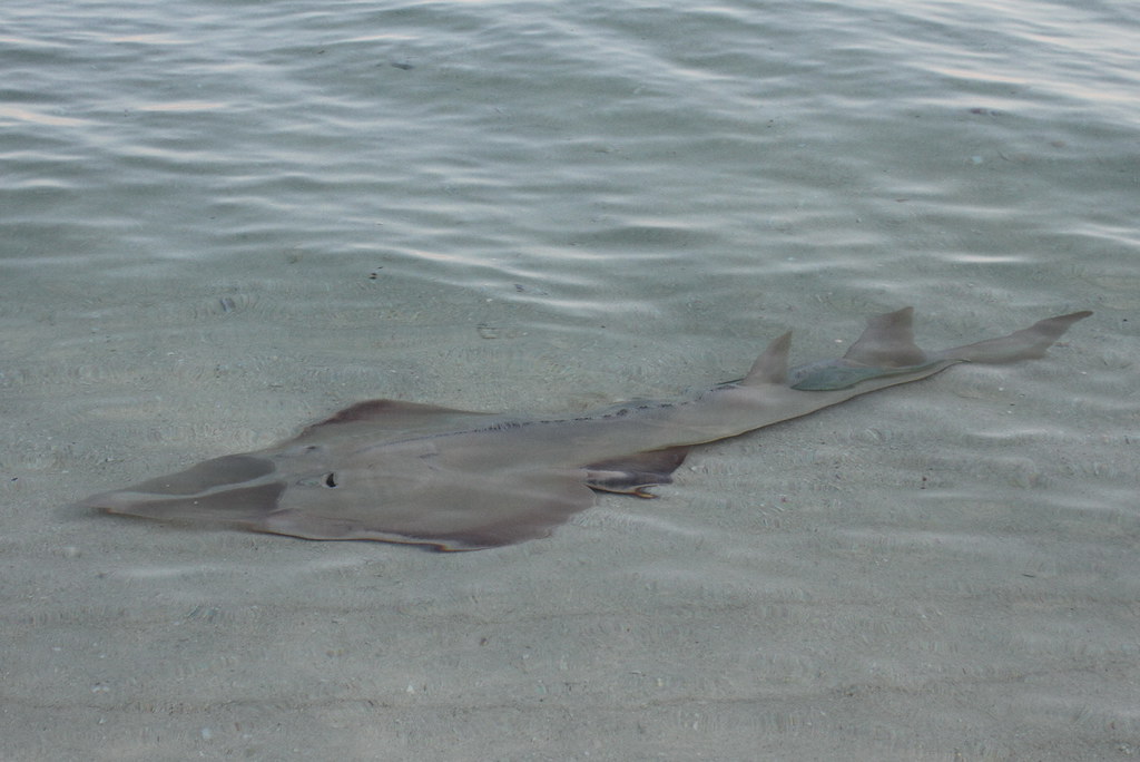 Shovelnosed shark ABD&RWB Flickr