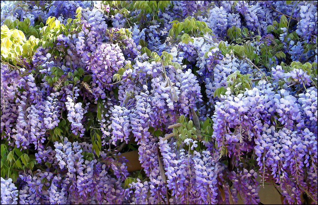 Wisteria Color, Codes and Facts – HTML Color Codes
