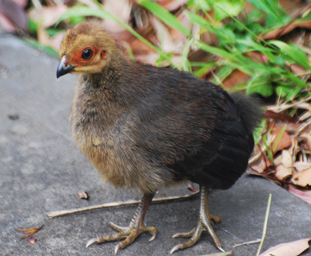 Australian BrushTurkey Chick 1 DSC_2151 Australian Brush … Flickr
