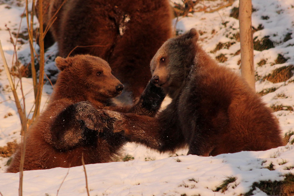 Bär / Bear Ursina und Berna im Bärenpark in Bern , Schweiz… Flickr