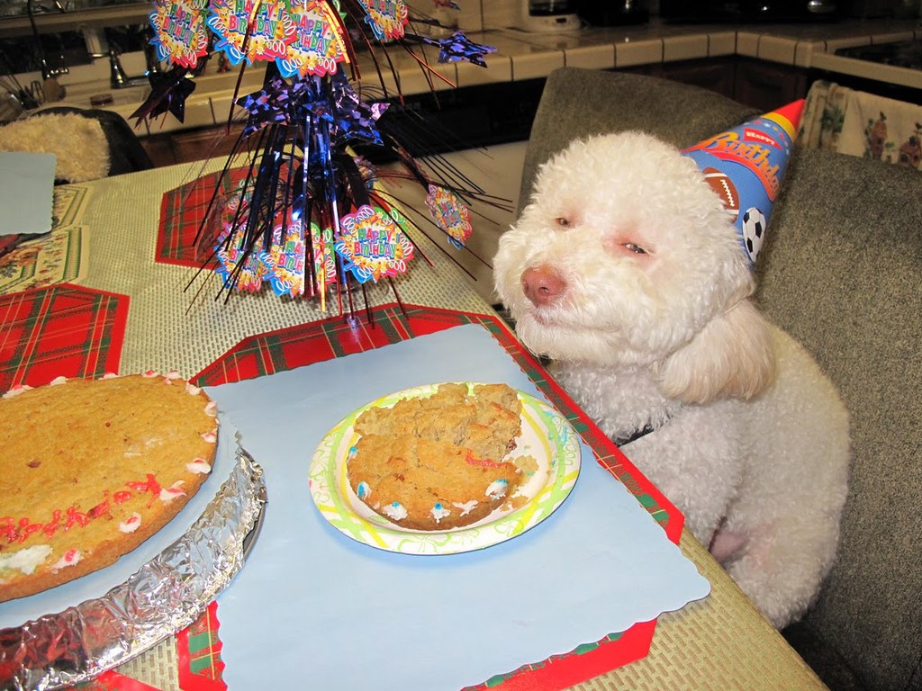 dogsmilingbirthdaycake (Source Flickr