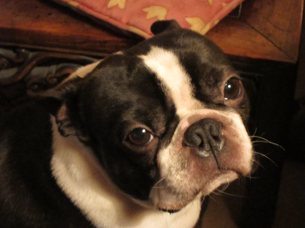 Rocco!!! A rare quiet moment for a Boston Terrier gavers Flickr