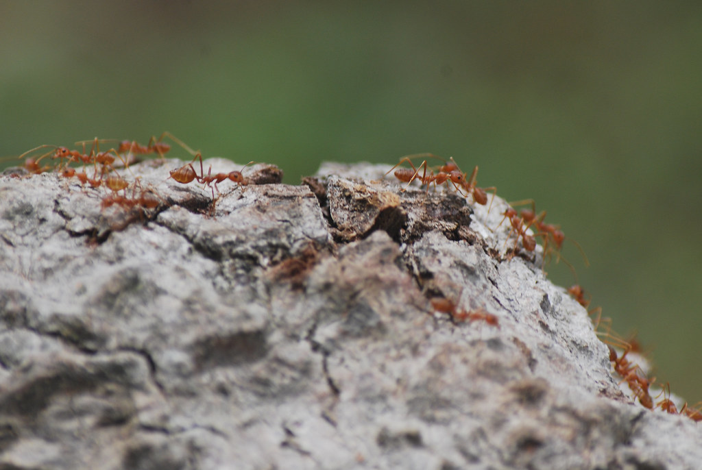 Cambodia Ants Ants, Angkor, Cambodia. Lou Cash R. Flickr