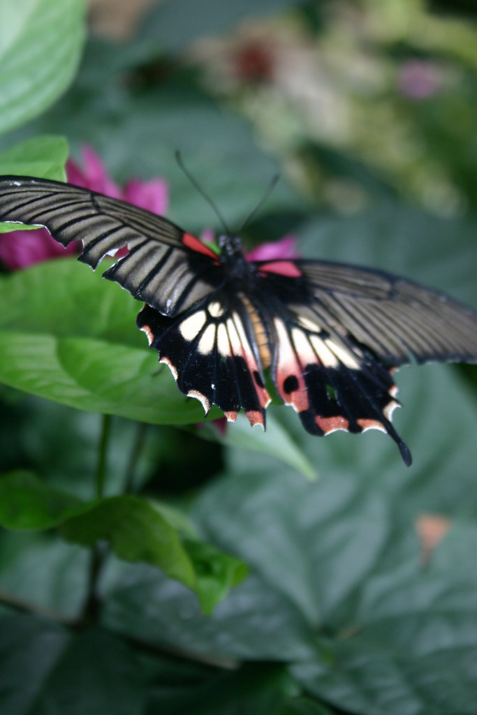 Butterfly house Callaway gardens glasskunstler Flickr