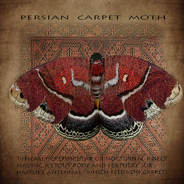 Persian carpet moth Created for the WPC Week 228 Starter i… Flickr
