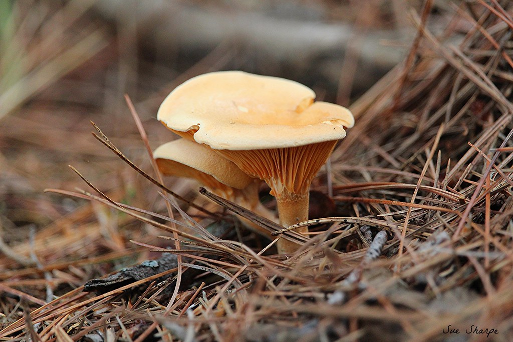False Chanterelle (Hygrophoropsis aurantiaca) Wild Mushroo… Flickr