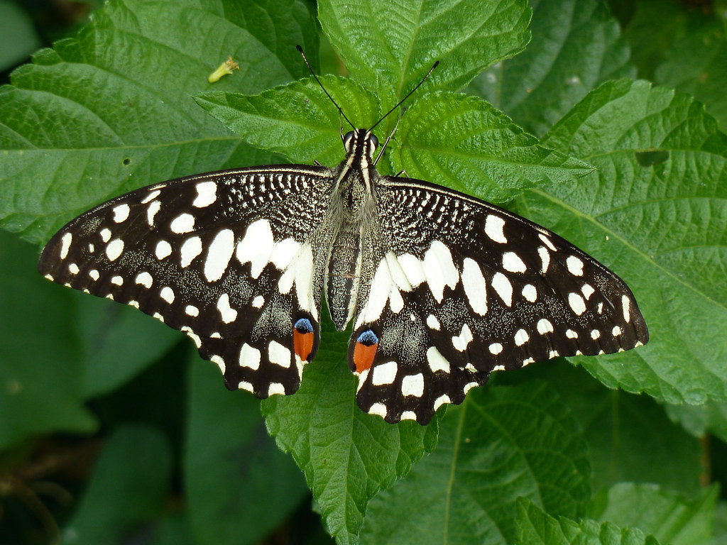 Butterflies of Andhra Pradesh, India Flickr