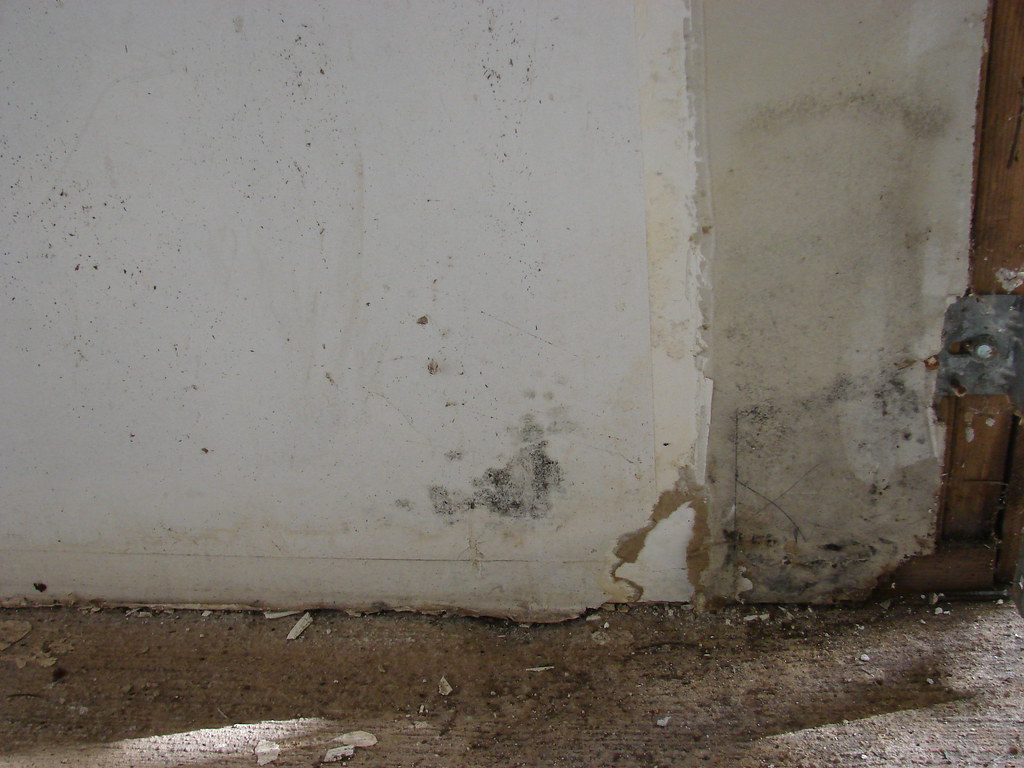 Gab. garage mold, sheetrock damage sherry butterflydrive Flickr