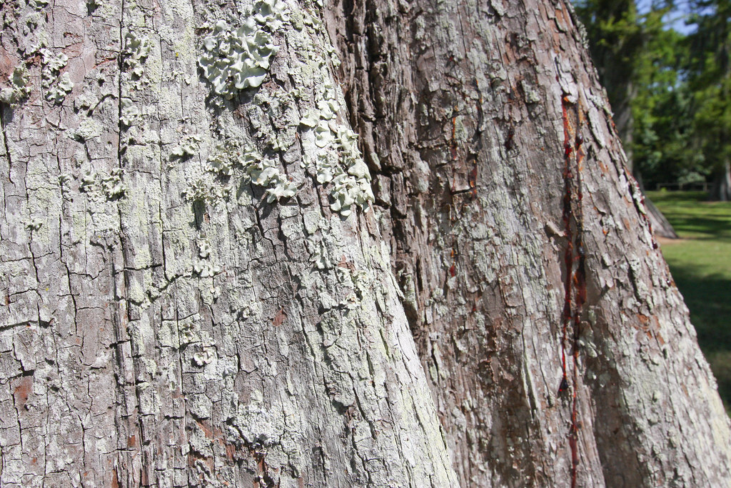 IMG_3643 Bayou L'Ourse Nature Trail Bayou L'ourse, Louisia… Flickr