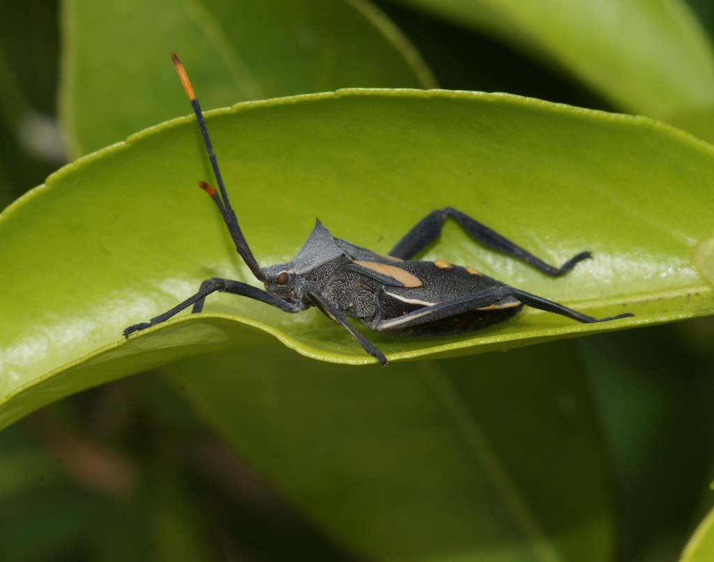 Bug on citrus They seem to like our citrus trees. Going on… Flickr
