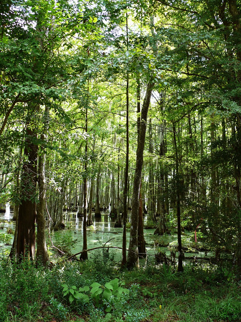 swamps of south east Texas Swamps in Stinehagen Lake locat… Flickr