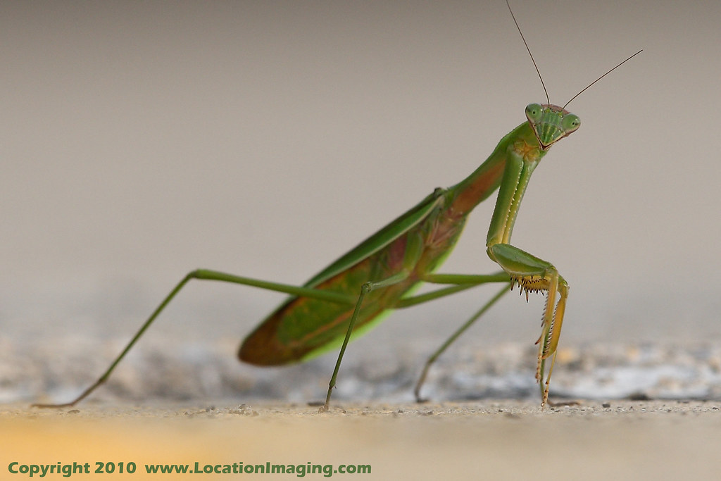 Michigan Praying Mantis John Moore Flickr