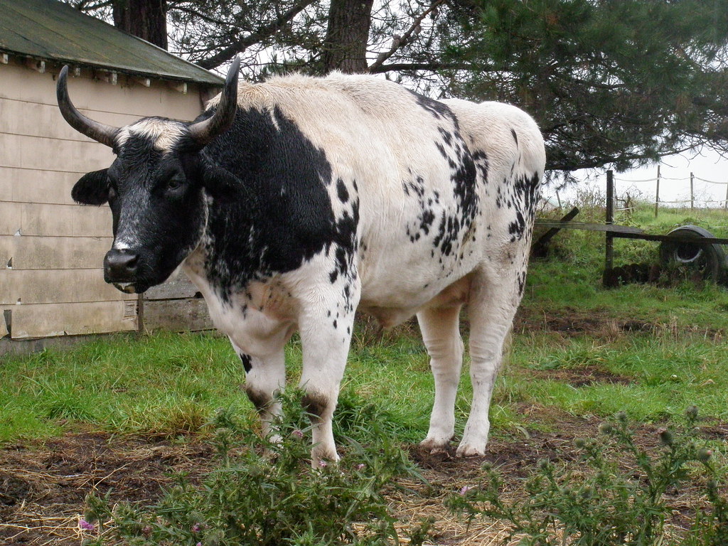 Blue Ox Woodworking and School, Eureka CA An open house on… Flickr