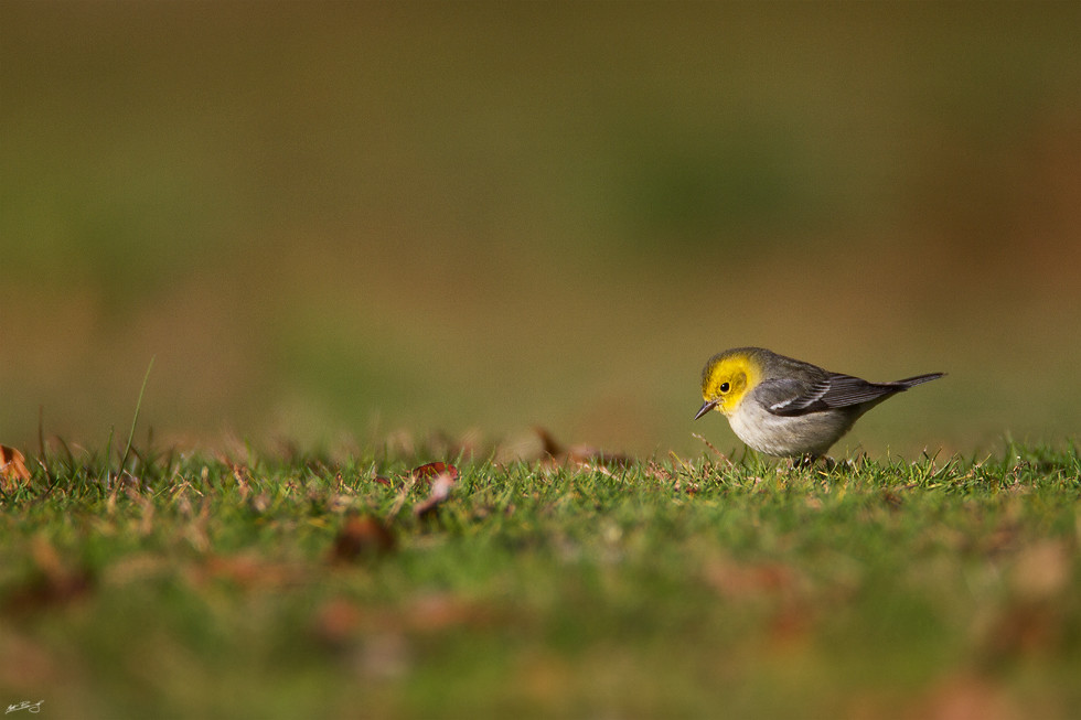Elevation of California Ave, Port Jefferson, NY, USA Topographic Map
