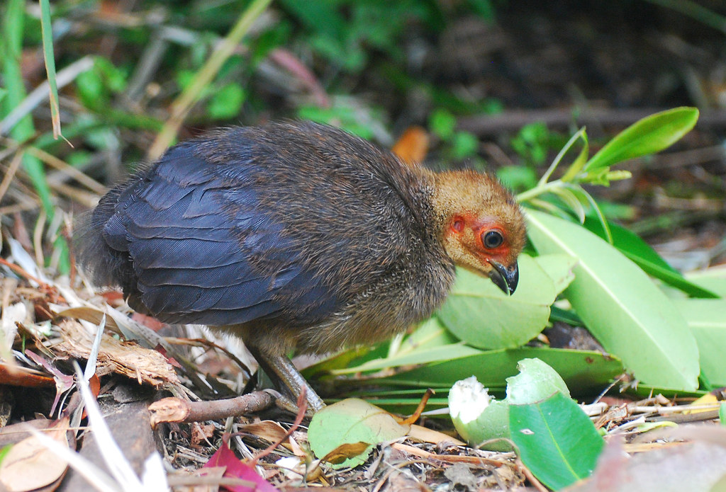 Australian BrushTurkey Chick 1 DSC_2118 Australian Brush … Flickr