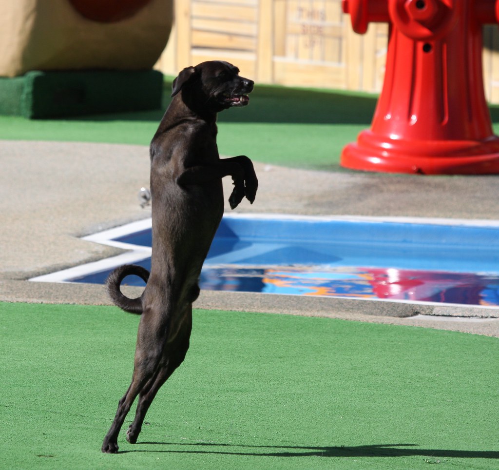 Dog walking like a human Nathan Rupert Flickr