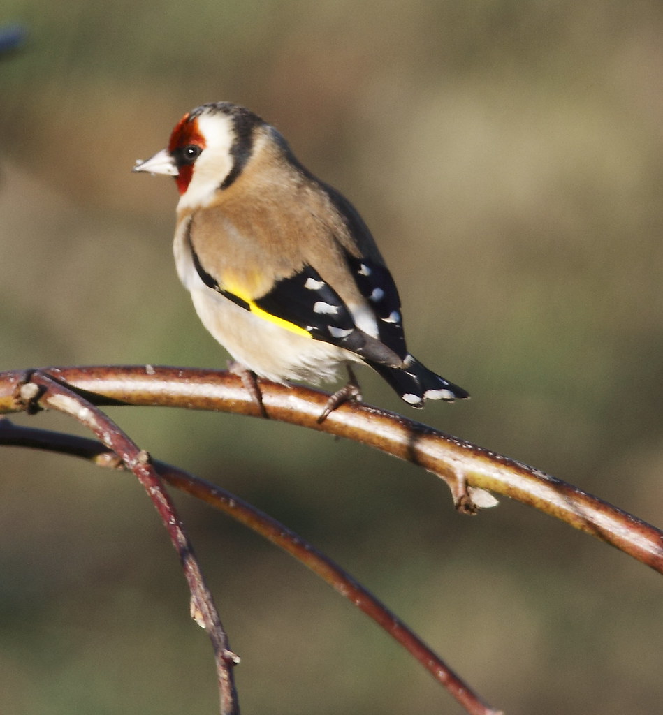 Goldfinch Chard Taken Jan 2011 Lewis Bates Flickr