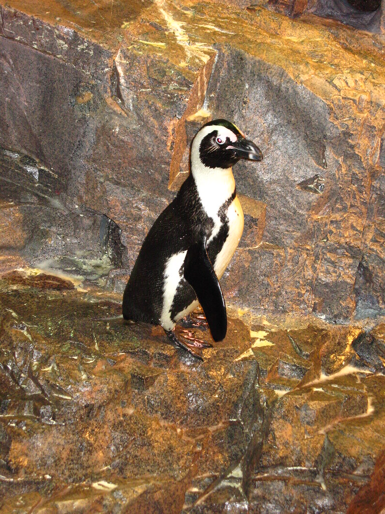 Penguin at New England Aquarium, Boston, MA Morven McPherson Flickr