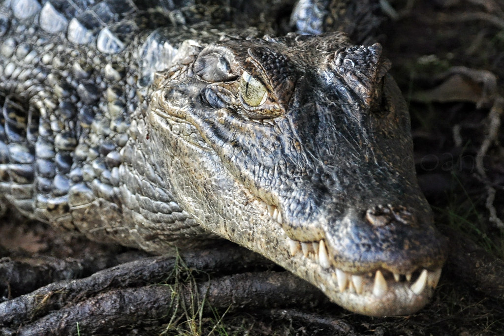 Actualizar 84+ imagen incubacion del cocodrilo wikipedia Abzlocal.mx