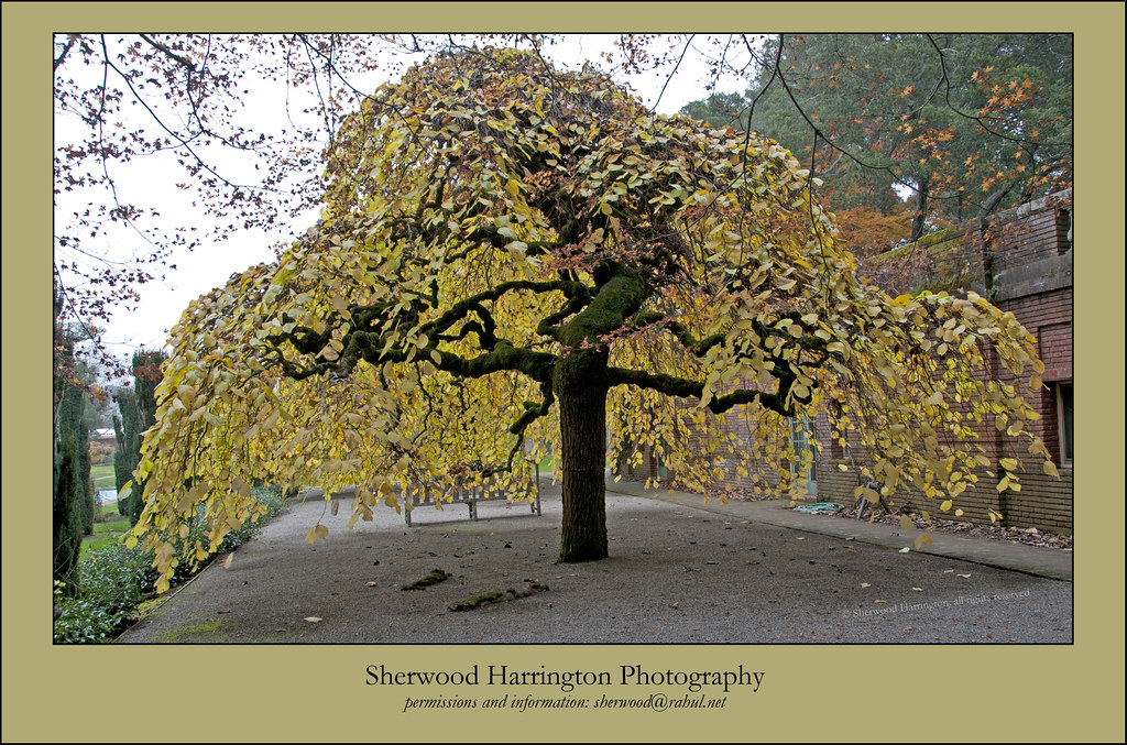 Camperdown Elm in Fall Backlit Ulmus glabra 'Camperdownii'… Flickr