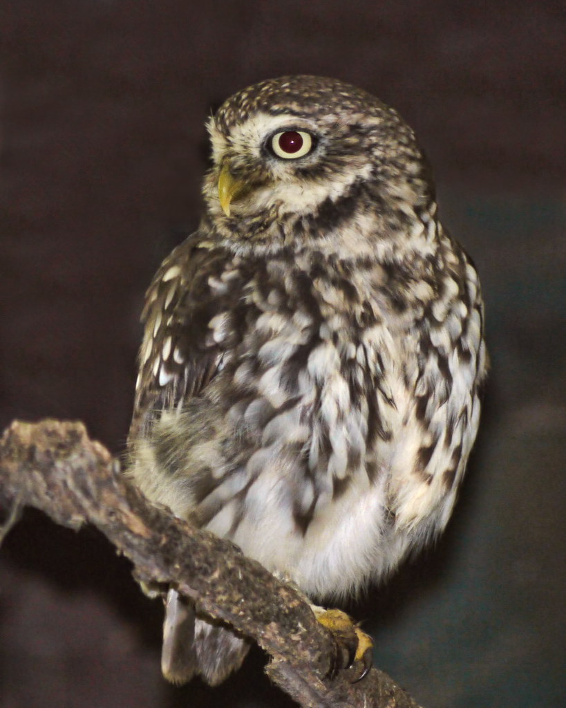 Little Owl Little Owl, sometimes called German Owl, (Athen… Flickr