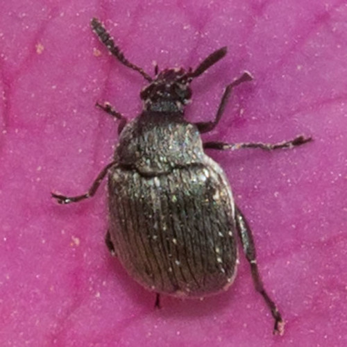 Pea and Bean Weevil (Bruchini) Joseph Higbee Flickr