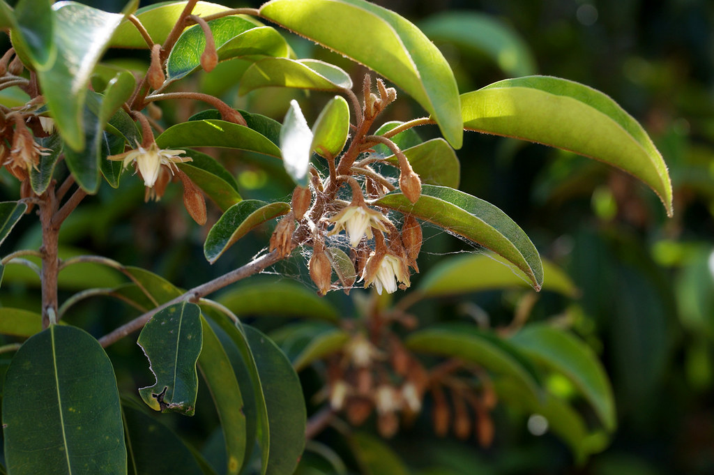 Mimusops elengi Flowers and buds. common names Red Coondo… Flickr