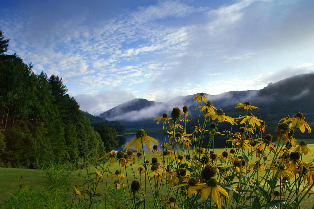 Black Eyed Susans at Townshend Lake Townshend, VT Flickr