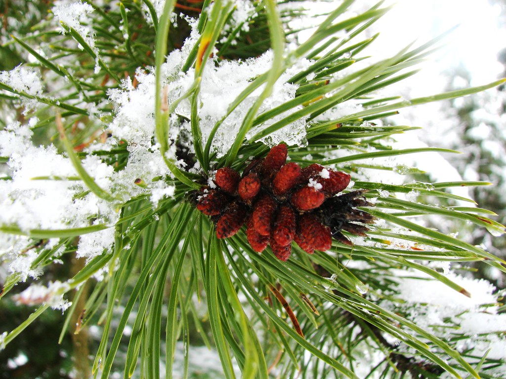Pinus contorta Lodgepole Pinemale cones in winter Leah Grunzke
