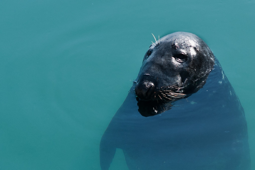 Howth, Ireland The Seals come into the Harbor of the City … Flickr