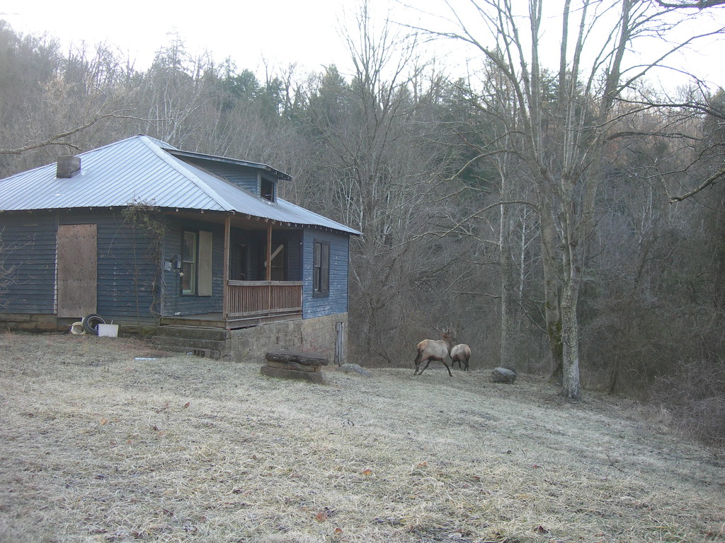 Knott County Elk These elk were grazing by this old home j… Flickr