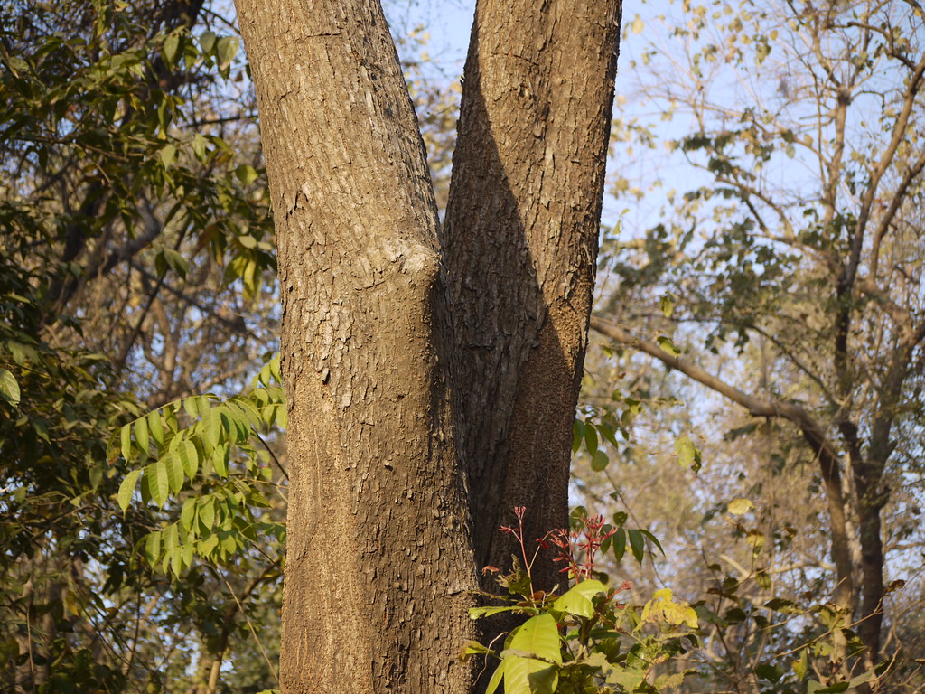 Western Red Cedar Meliaceae (melia, or mahogany family) » … Flickr