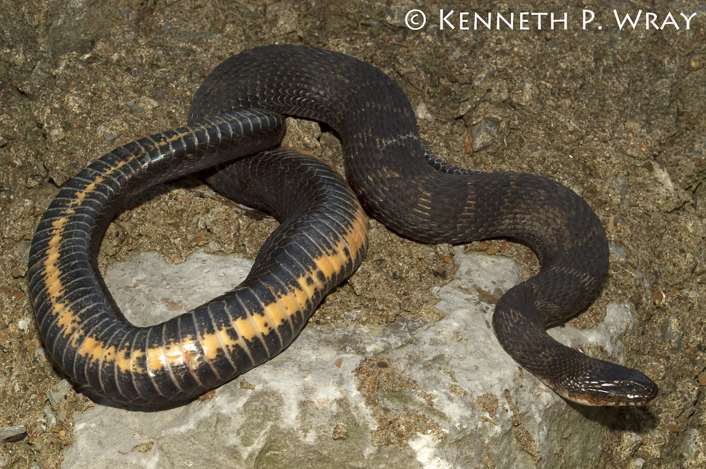 Nerodia sipedon sipedon (Northern Water Snake) This gravid… Flickr