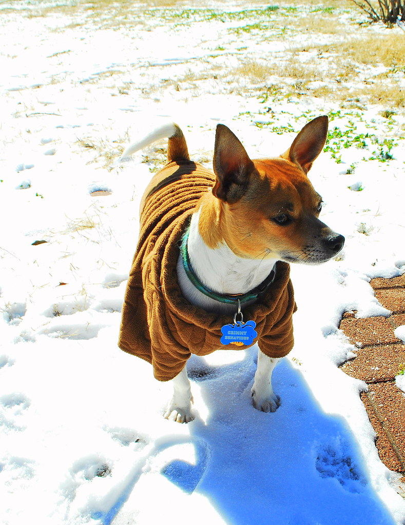 A3WeatherMarissa Benavides001 Fun, Although some animal… Flickr