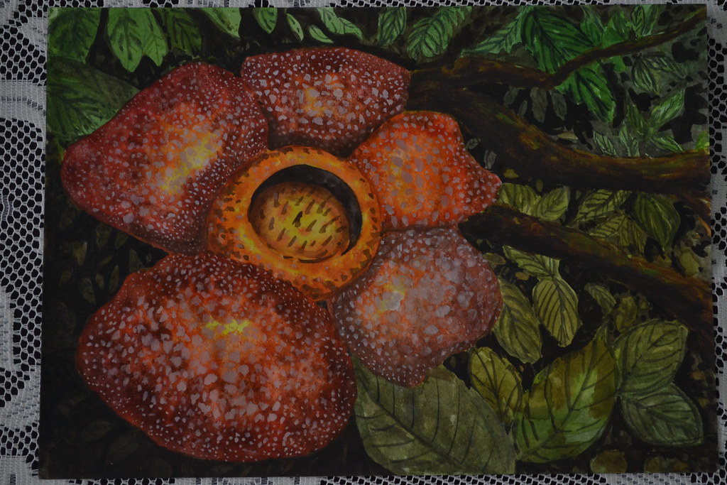 DSC_0582 6.Water colour drawing Rafflesia flower jiahua_yapp Flickr