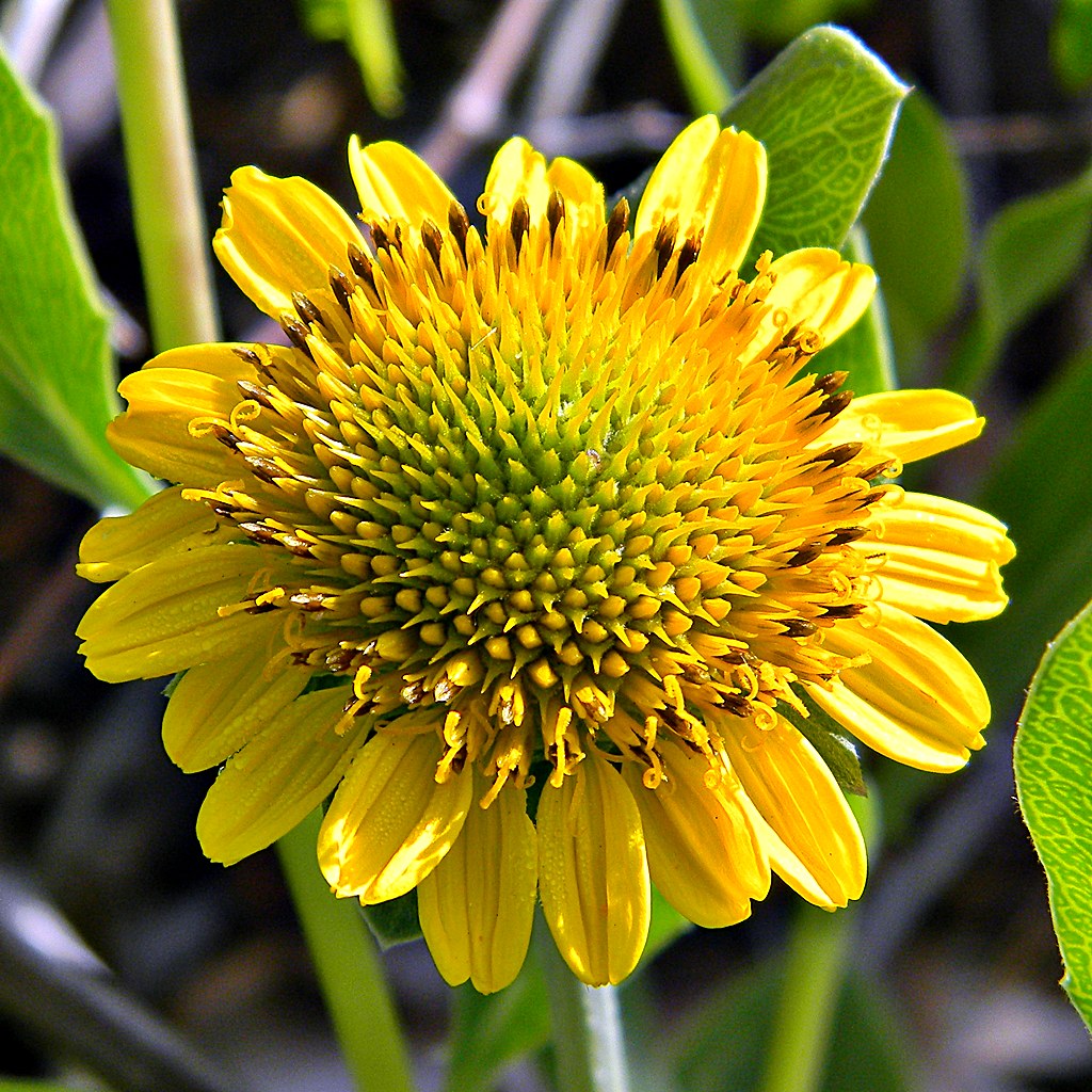 Sea Oxeye! Sea Oxeye AKA Sea Daisy (Borrichia frutescens) … Flickr