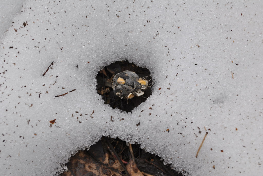 Owl Pellet, near Dunnville, WI Aaron Carlson Flickr