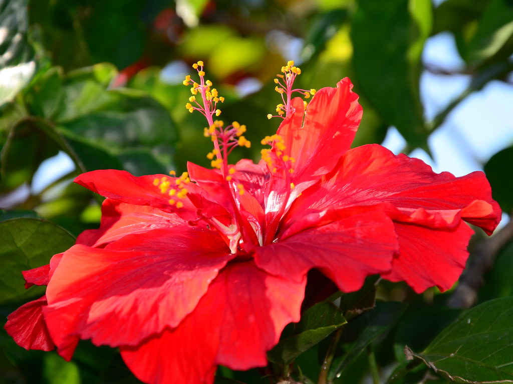 Jamaican National Flower! Deborah Dallas Flickr