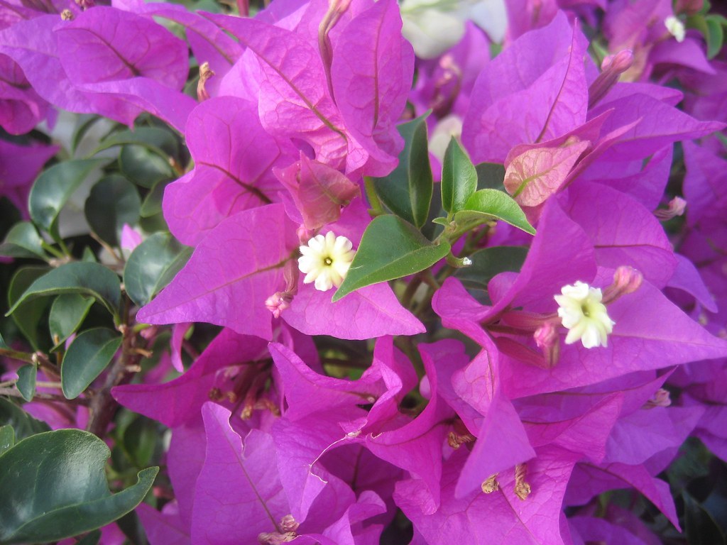 Bouganvilla in bloom The national flower of Grenada David Steen Flickr