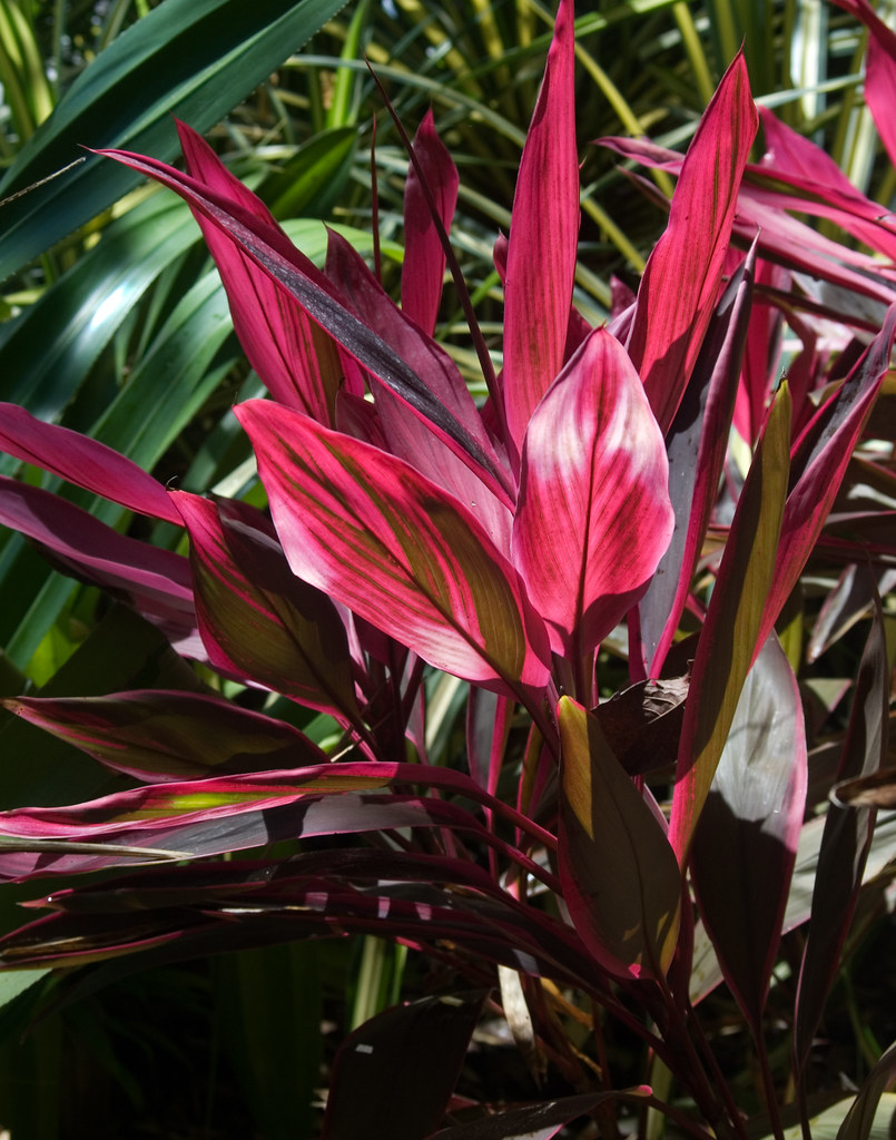 Red Plant These beautiful red plants grow all over the pla… Flickr