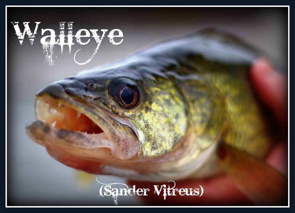What Do Walleye Bite On at Joe Holt blog
