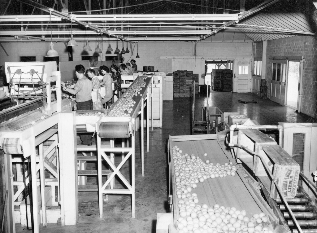 Yorba Linda packing house circa 1949 The Yorba Linda Citru… Flickr