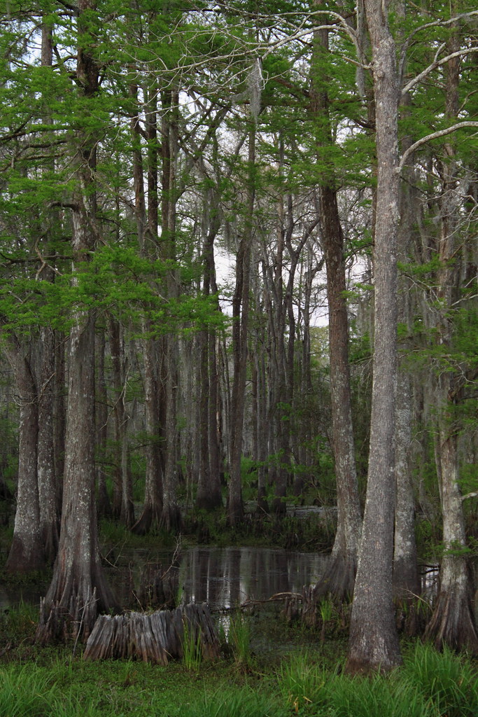 Swamp Things Louisiana swamps, ecosystems in peril... Ron Wooten