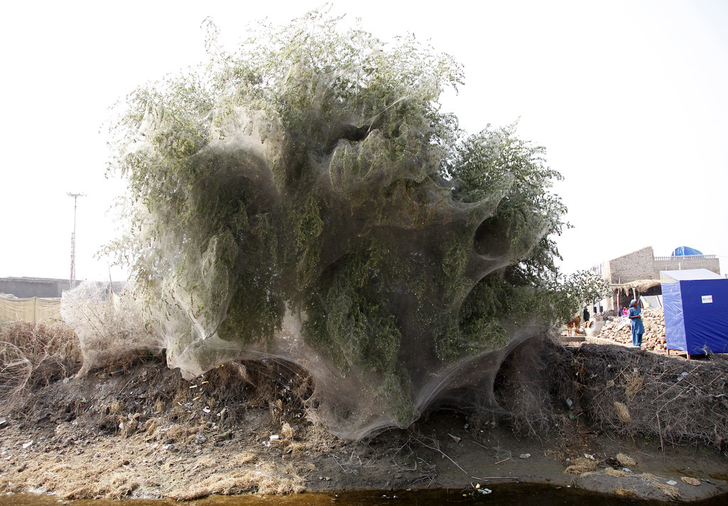 Trees cocooned in spiders webs after flooding in Sindh, Pa… Flickr